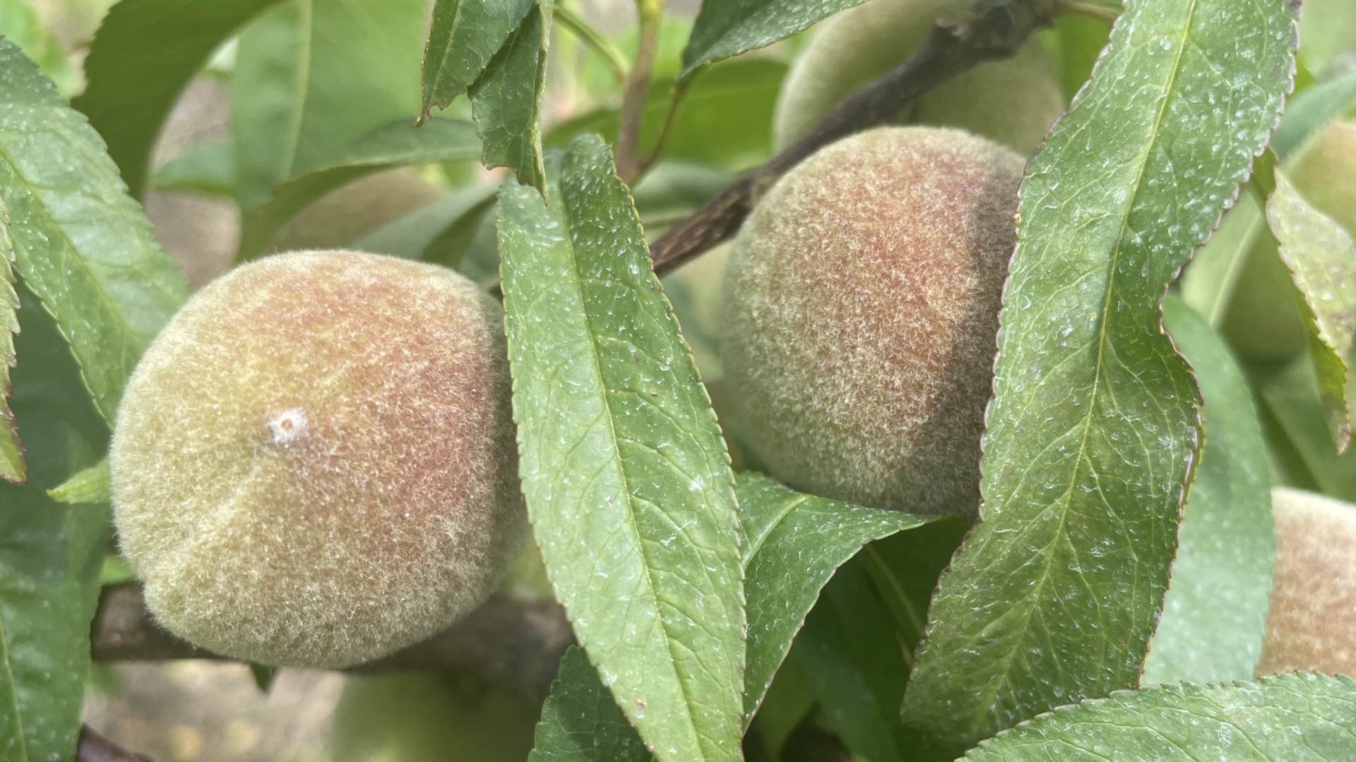 Georgia-grown peaches took a hit with two freezes this season.