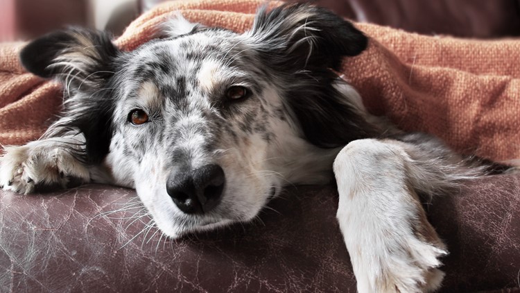 Canine influenza cases are on the rise. Here's why