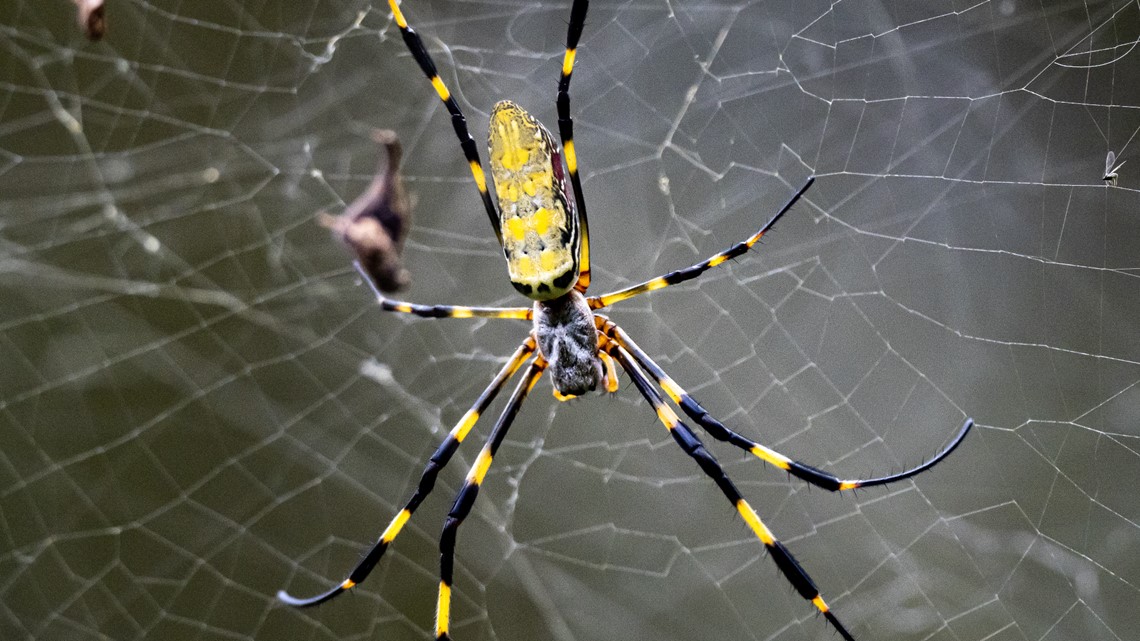 Huge invasive Joro spiders take hold in South Carolina