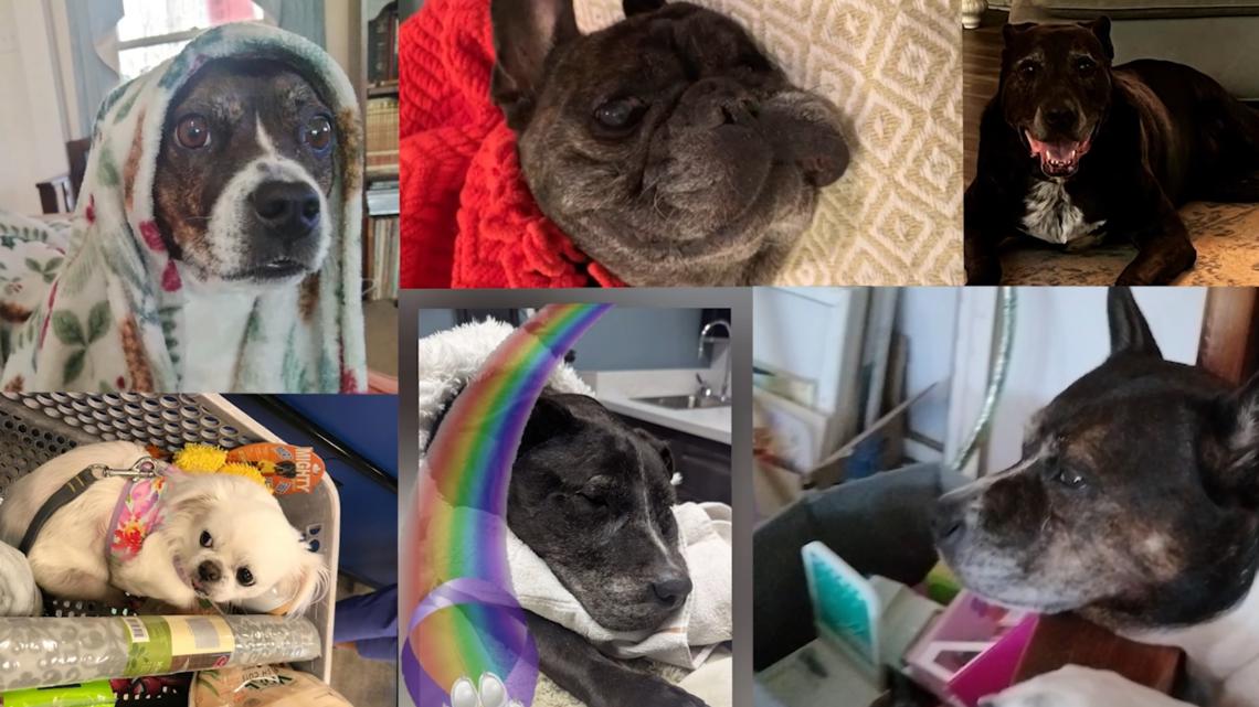 Atlanta families say Librela led to dogs’ deaths; FDA issues safety warning