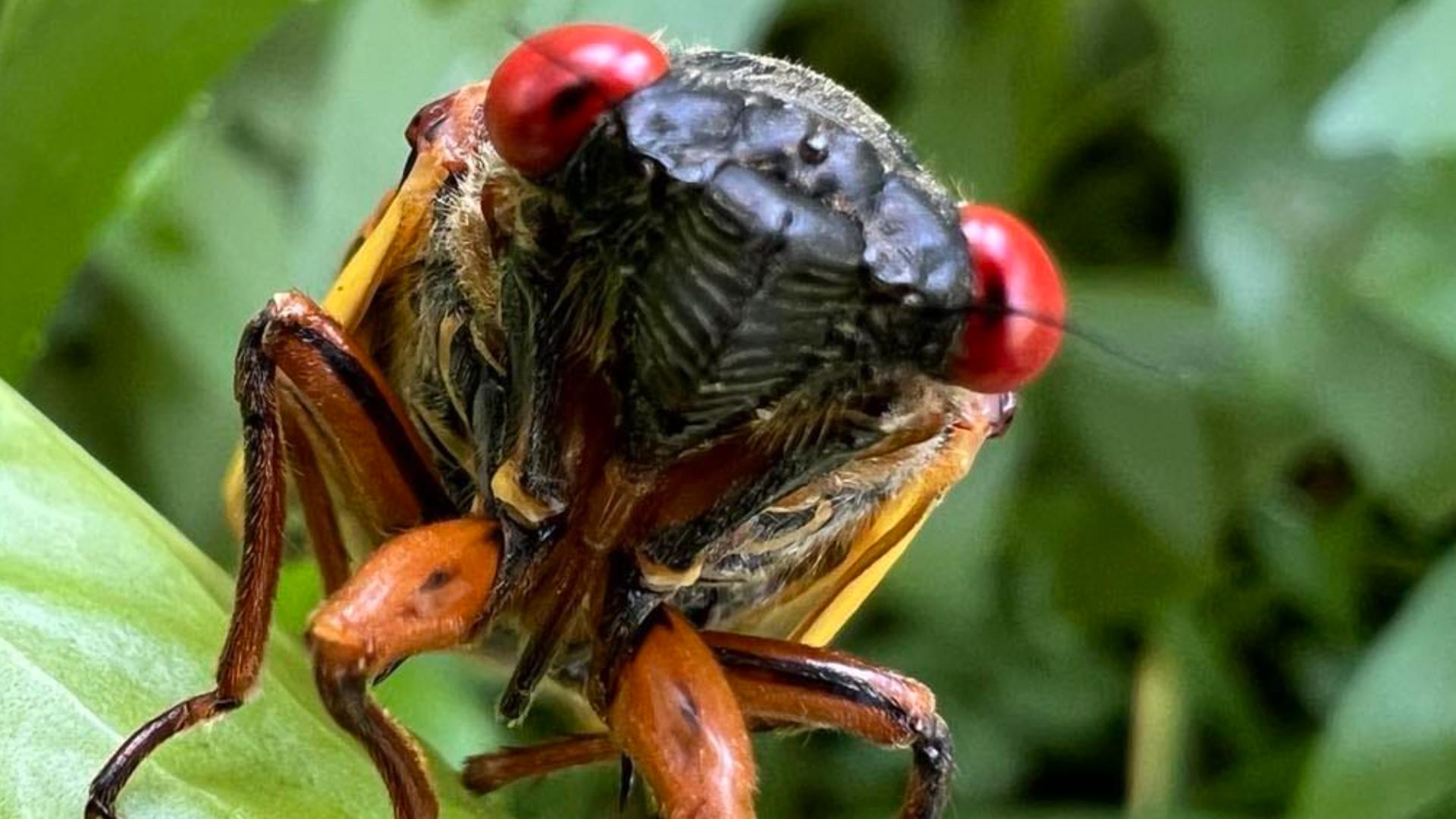 Try the tasty cicada treat - a sustainable snack! | wltx.com